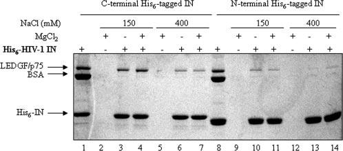 Lentivirus-specific Tethering of IN to DNA by LEDGF/p75 17843 FIG. 1.A His 6 tag at the N terminus of HIV-1 IN reduces interaction with LEDGF/p75.