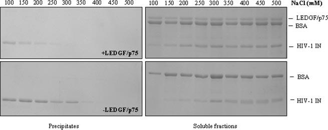 17844 Lentivirus-specific Tethering of IN to DNA by LEDGF/p75 FIG. 2. LEDGF/p75 enhances the solubility of HIV-1 IN.