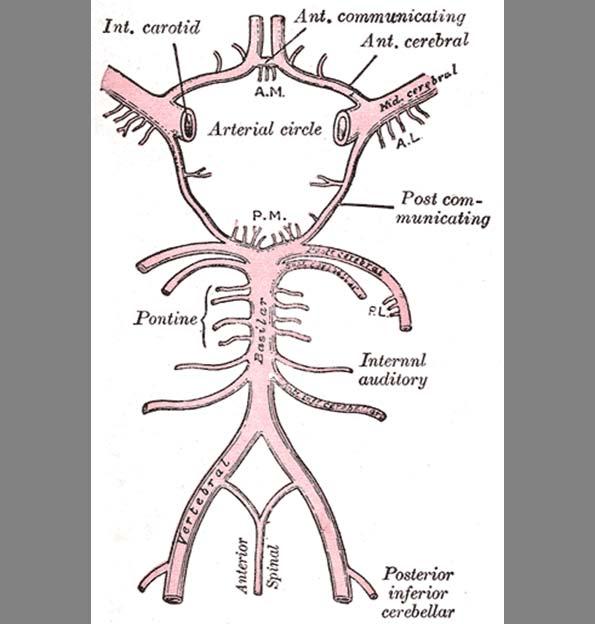 A) Anatomy Review: The Circle of Willis. Circle of Willis. Wikipedia.