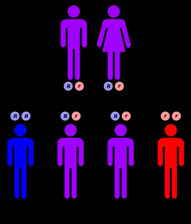Punnett Square: Aa x Aa offspring have 25% chance of inheriting the condition N alleles in unfertilized egg A a N alleles in sperm A AA Aa a Aa aa Zygote (aa) --> newborn with Tay Sachs 25% of kids