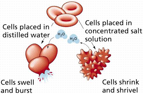WATER AND SOLUTE MOVEMENT THROUGH RED BLOOD CELLS Purpose This exercise is designed to demonstrate the properties of cellular membranes and the movement of water and solutes across them.