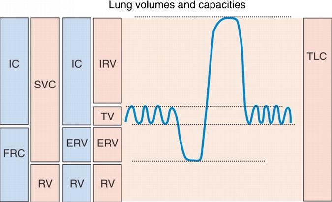 2. Preanesthetic Assessment for Thoracic Surgery 15 Fig. 2.5. Complete pulmonary function testing will provide data on lung volumes and capacities to differentiate obstructive from restrictive diseases.