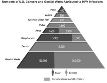 HPV Facts Most spontaneous clear, but remote neoplasms may develop No way to ascertain latency status Anogenital area (bathing suit area) but also oropharynx Transmission anogenital, genital-genital,