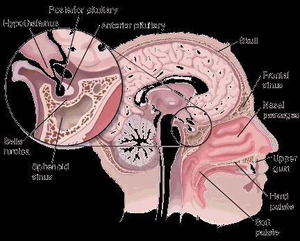 The pituitary gland is connected directly to part of the brain called the hypothalamus.