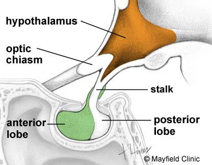 Anatomy of the pituitary and sella The pituitary gland is a small, bean-shaped organ that sits at the base of the brain, behind the bridge of the nose (Fig. 1 and 2).