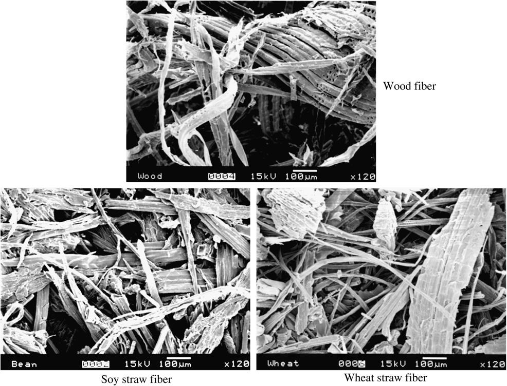 18 X.P. Ye et al. / Bioresource Technology 98 (27) 177 184 former emerges technologically inferior. The morphology of the three fiber types is shown in Fig. 2.