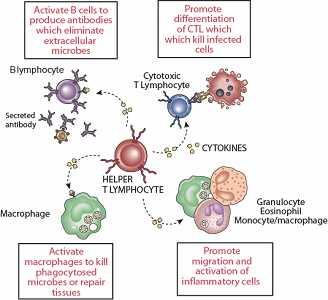 The life history of T lymphocytes 5 Precursors mature in the thymus Naïve CD4+ and CD8+ T cells enter the circulation Naïve T cells circulate through lymph nodes and find antigens T