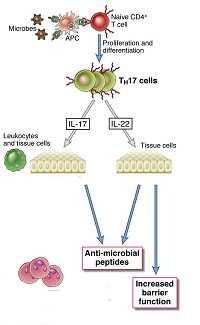 Some common misconceptions about Th1 and Th2 subsets 15 MISCONCEPTION: Th1 = cell-mediated immunity, Th2 = humoral immunity FACT: the production of the most useful IgG antibodies is dependent on IFN
