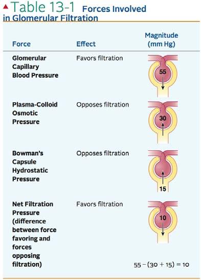 Glomerular Capillary Blood Pressure Fluid pressure exerted by blood within glomerular capillaries Depends on Contraction of the