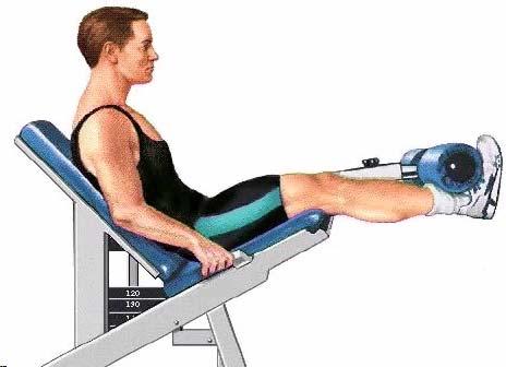 Knee Flexion Agonist: the biceps femoris (hamstrings)