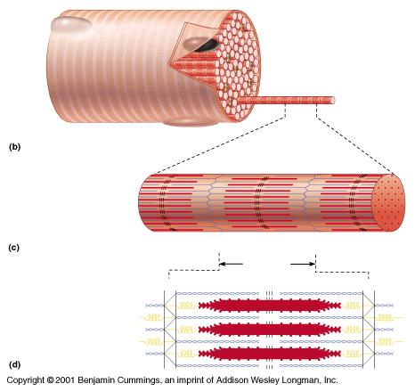 nucleus A Muscle Cell = A Fiber myofibril striations I Band sarcolemma { Titin proteins Striation = A Band A sarcomere actin myosin 16 Look at the video clip showing muscle hierarchy.