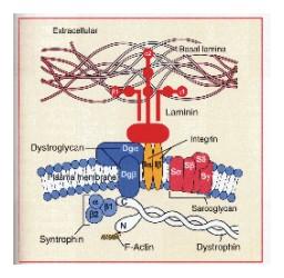 { The Sarcomere Z-disk A-Band H-zone I-Band Titin Actin filaments (thin bands) Myosin filaments (thick bands) 17 Titin proteins are part of the