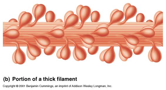 The Thick Filament 21 Myosin molecules are arranged into the thick filaments with
