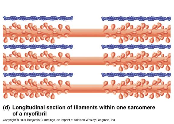 Thick and Thin Filaments in a Sarcomere Thin filament Thick filament H zone Connections (crossbridge attachments) can form between myosin heads and actin.
