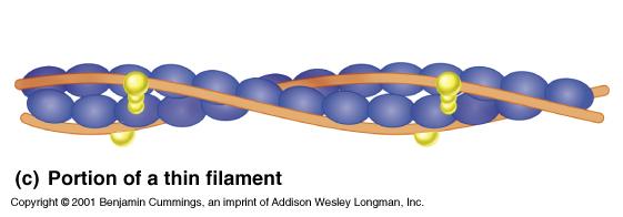 The Thin Filament Troponin complex Tropomyosin G Actin Tropomyosin blocks the crossbridge attachment sites on actin. Troponin shifts to move tropomyosin and expose the active sites.