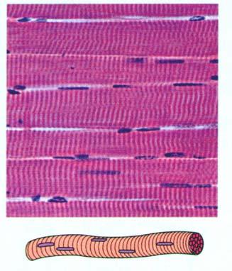 Skeletal Muscle nuclei Striations = dark bands Connective endomysium separates cells.