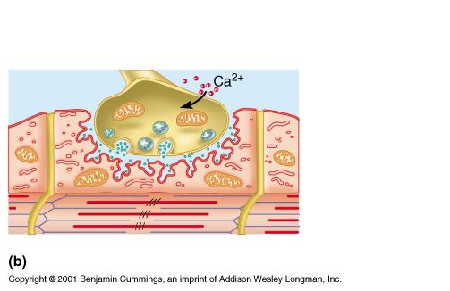 The Axon Terminal at the Motor End Plate Axon terminal Synaptic cleft T tubule myofibril
