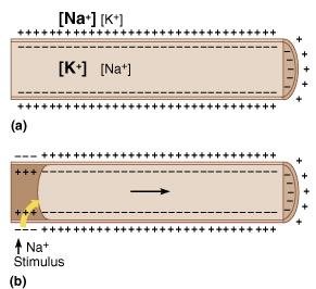 3 2 Resting membrane potential Threshold depolarization Voltage-gated ion channels: open in in response to threshold depolarization, allow Na + to rush into the cell producing an action potential