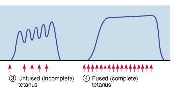 Incomplete and Complete Tetanus High frequency stimuli don t permit the muscle to relax, producing a sustained contraction. Tetanus = tetany = sustained contraction 48 Wave Summation (a.k.a. frequency summation) and Tetanization- this results from stimulating a muscle cell before it has relaxed from a previous stimulus.