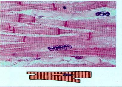 Cardiac Muscle Intercalated disks Faint striations Branching cells connect to form network.