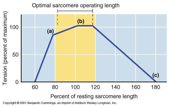 Length-Tension Relationship in a Sarcomere Figure 9.21 52 Another way in which the tension of a muscle can vary is due to the length-tension relationship.