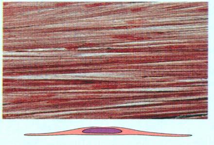 Smooth Muscle nucleus Spindle -shaped mononucleated smooth muscle cell.