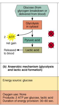 Summary of Metabolic Processes in Muscles: Anerobic Glycolysis Figure 9.