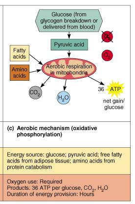 Summary of Metabolic Processes in Muscles: Aerobic Metabolism Figure 9.16 c 64 Aerobic metabolism is used for endurance activities and has the distinct advantage that it can go on for hours.