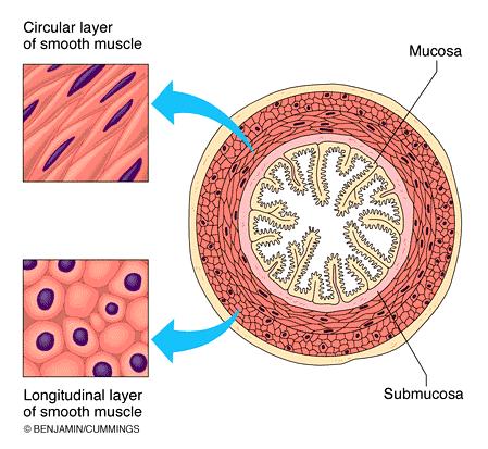 Smooth Muscle Arrangement In the intestine smooth muscle forms two distinct layers, one running along, the other running around the organ.
