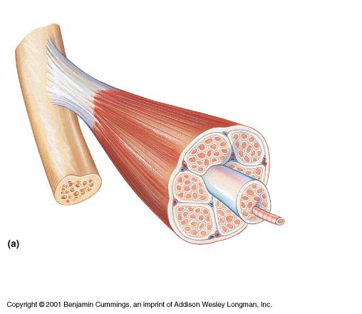 Structure of a Skeletal Muscle Tendon attachment Belly contains cells epimysium Fibrous covering Figure 9.