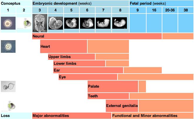 Embryonic Development Timeline University of