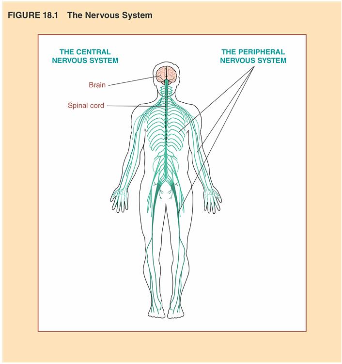 Nervous System The nervous system is complex and difficult to comprehend, thinking of it as a twolevel system may help to simplify the