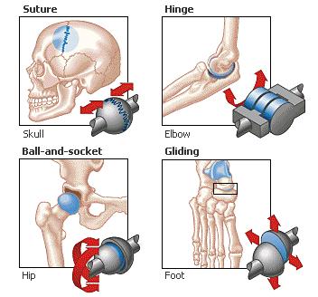Types of Joints Immovable/Fixed Joints: skull bones Slightly movable: bones of