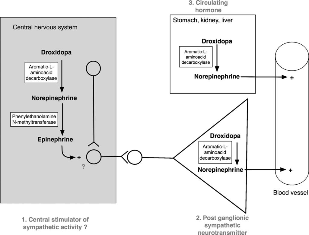 22 Fig. 4 Possible mechanisms of action of droxidopa Droxidopa could exert its pressor effect in three ways: 1.