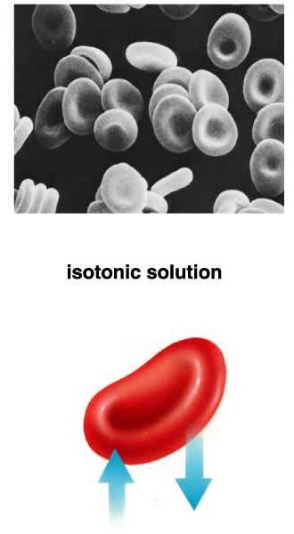 Osmosis and Living Cells: Isotonic Solution: Chapter 4: Membrane Structure and