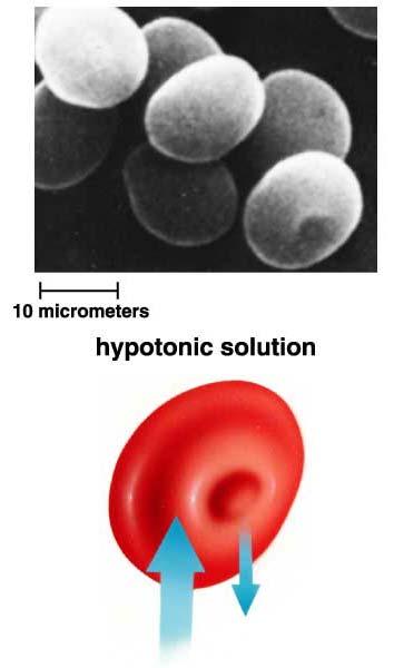 Osmosis and Living Cells: Isotonic Solution: Chapter 4: Membrane Structure and Function Outside of cell has same [solute] as inside of cell Hypertonic Solution: Outside of cell has