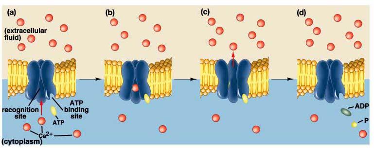 Types of Movement Across Membranes: 1) Passive Transport 2) Active