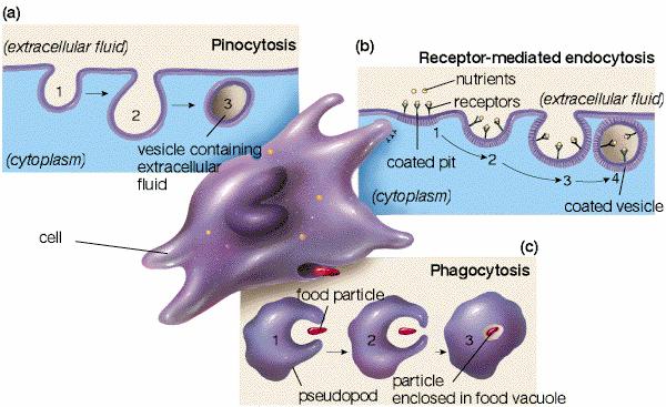 Endocytosis: