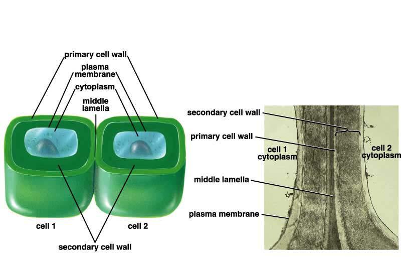 Cell Wall: Chapter 4: Membrane