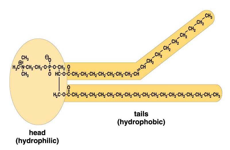 form inner layer Lipid tails