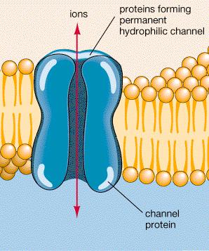Types of Movement Across Membranes: 1) Passive Transport Requires no energy