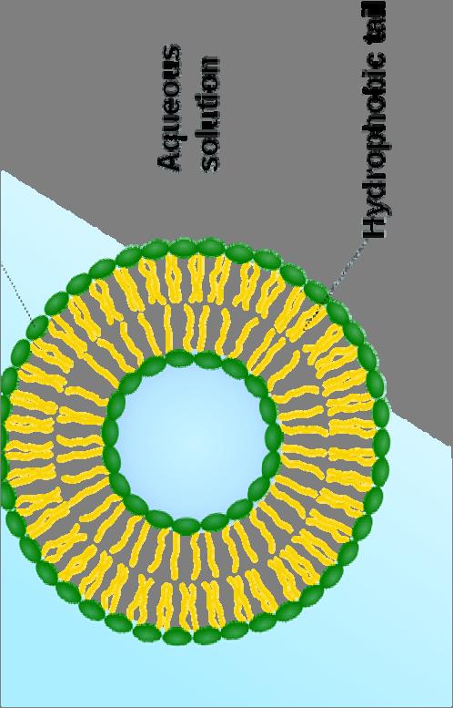 Vesicles Research from the Stoztak Lab at Massachusetts General Hospital has shown that micelles can form vesicles under the right