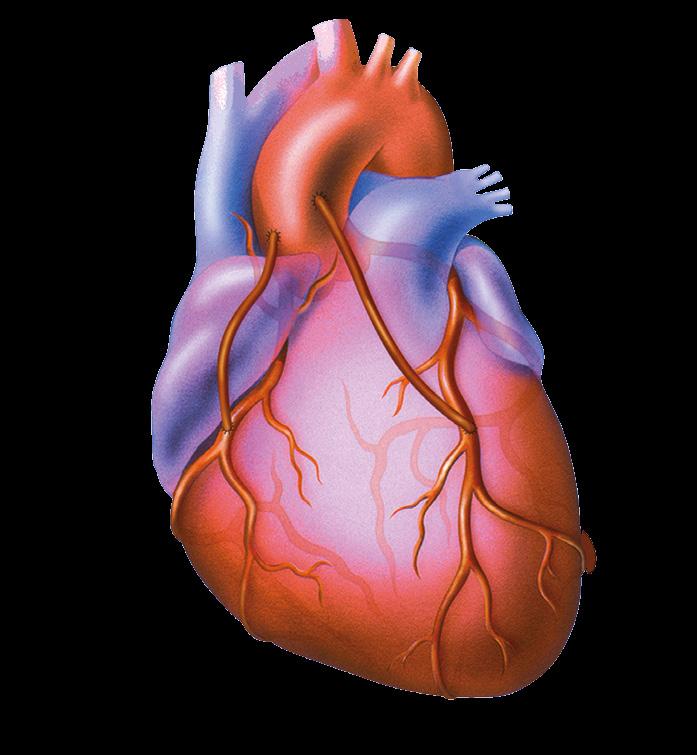 UNDERSTANDING YOUR BLOCKED ARTERIES CORONARY ARTERY DISEASE MAY BE AFFECTING YOU OR SOMEONE YOU LOVE. Your heart needs a constant flow of blood to stay healthy.