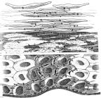 As new cells are formed, the older cells are pushed to the surface. The surface cells will protect the inner new cells. Gradually the shape and chemical nature of the surface cells will get altered.
