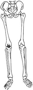Each coxa is formed by the fusion of three bones, namely ilium, ischium and pubis. A fossa called the acetabulum is located on the lateral surface of each coxa.