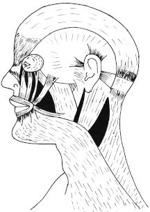 Distribution of muscles I. Muscles of the head There are two groups of muscles. They are craniofacial and masticatory muscles.