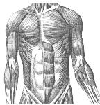 III. Muscles of the Trunk region. The muscles of the vertebral column help to bend and rotate the body. These are strong back muscles that help the trunk to maintain erect posture.