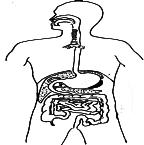 3. 4. Digestive system The process of nutrition in man is holozoic. In this type of nutrition, the nutrients are made available to the body through digestion of food.