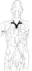 aggregations in 3 regions of the body. These are the inguinal nodes in the groin, the axillary nodes in the axillary region and the cervical nodes of the neck.