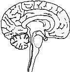 1. Brain The brain is safely kept inside the cranial vault. Inside the skull the brain is surrounded by three protective coverings. They may be grouped under two divisions. 1.